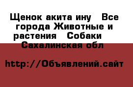 Щенок акита ину - Все города Животные и растения » Собаки   . Сахалинская обл.